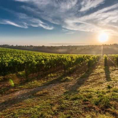 tuscany-grape-field-nature-51947-400x400